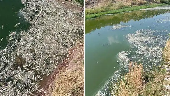 Karasu Çayı'ndaki Balık Ölümleri: Çevresel Sorunların Arkasında Yatan Nedenler