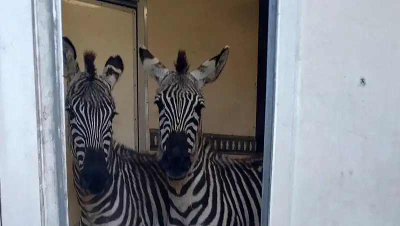 Sınırda Durdurulan Minibüs İçinde Şok Eden Hayvan Yükü: Zebra, Maymun ve Daha Fazlası!
