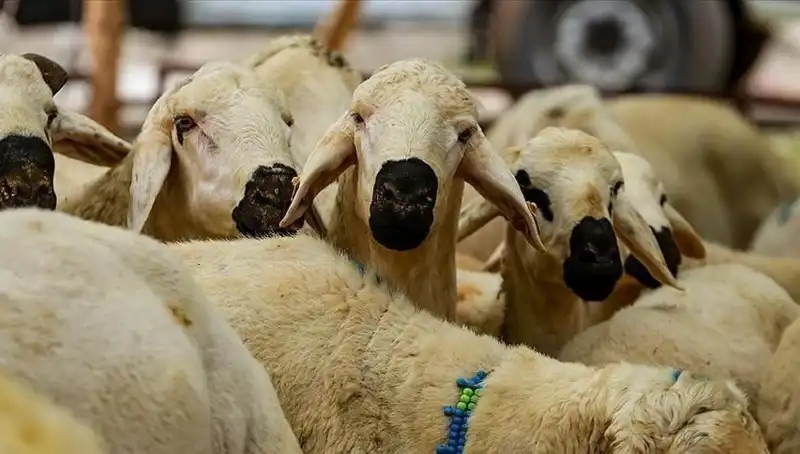 2025 Kurban Bayramı Yaklaşıyor: Kurban Kesimi Hakkında Tüm Detaylar