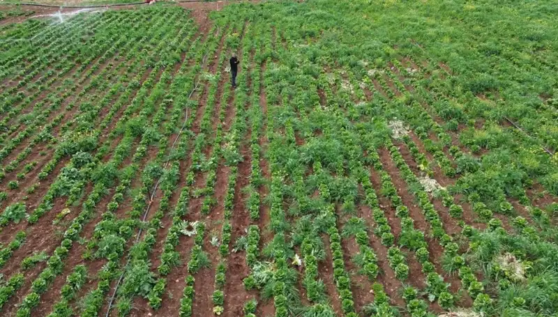 Kuraklık Marul Hasadını Tehdit Ediyor: Gelecekte Neler Olacak?