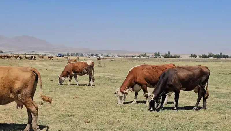 Arin Gölü'nün Kuruması, Bölgede Su Krizine Yol Açıyor