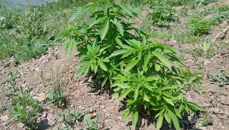 Bingöl'de Kaçakçılara Darbe: Kenevir ve Tütün Ele Geçirildi