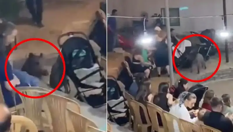 Yaban Domuzunun Düğün Kabalığı: Eğlenceden Kaosa