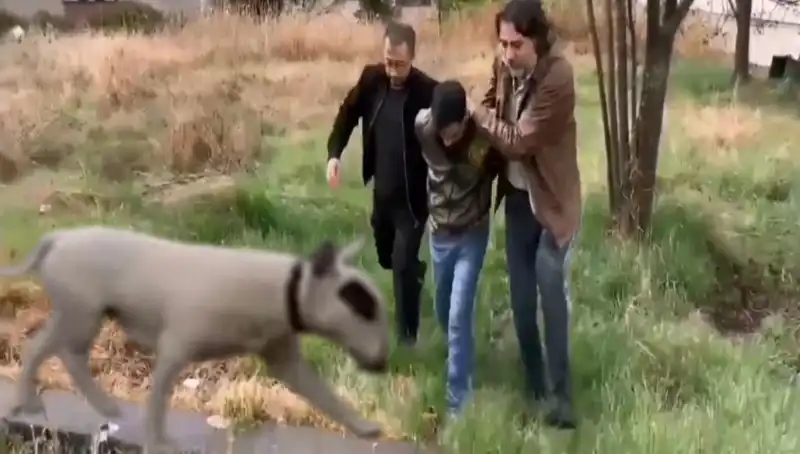 Kocaeli’de Değeri 430 Bin Lira Olan Şampiyon Köpek Çalındı, Hırsız Ele Geçirildi!