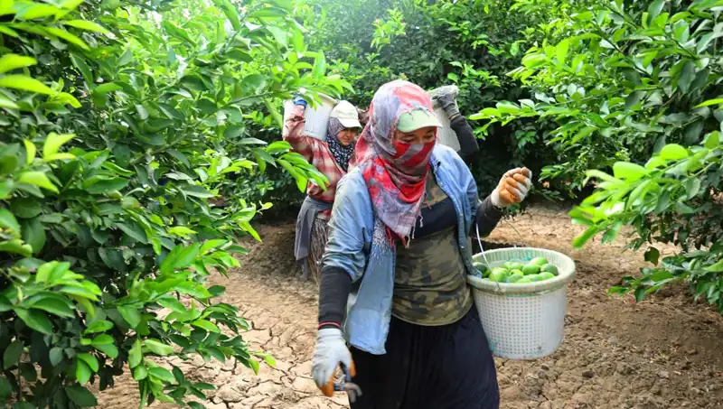 Markette Kilosu 150 Lirayı Geçen Ürünler İçin Müjdeli Haber Geldi!