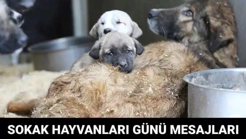 Dünya Sokak Hayvanları Günü: Anlamı ve Mesajlarıyla Farkındalık Yaratın