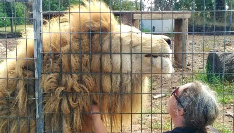 Avustralya'da Aslan Saldırısı: Kafesin İçinden Kolunu Kaptı, Hayatını Değiştiren An!