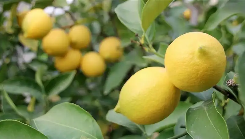 Limonun Fiyatı Fırladı: Tüketiciler Ne Yapacak?