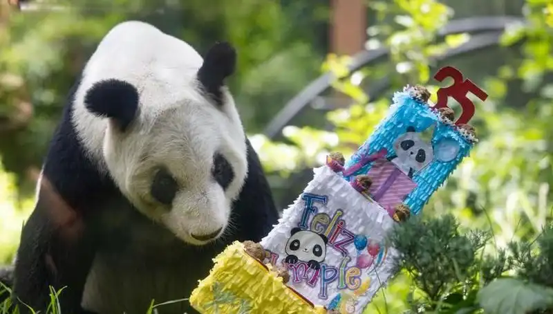 Dev Panda Xin Xin’in 35. Doğum Günü Kutlaması: Bir Efsanenin Yaşanmışlığı