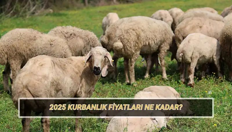 2025 Kurbanlık Fiyatları: Büyükbaş ve Küçükbaş Kurbanlar Ne Zaman ve Ne Kadar Olacak?