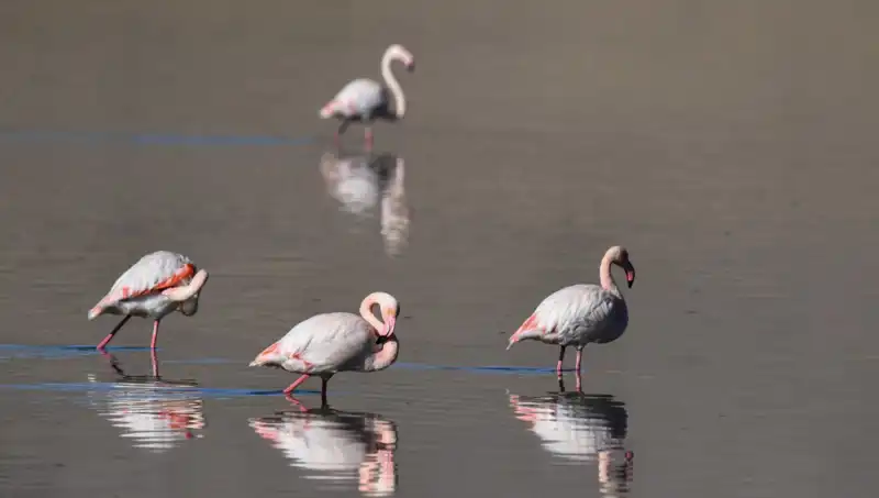 Kuş Cennetinde Kuraklık Krizi: Flamingo Sayısında Dramatik Düşüş