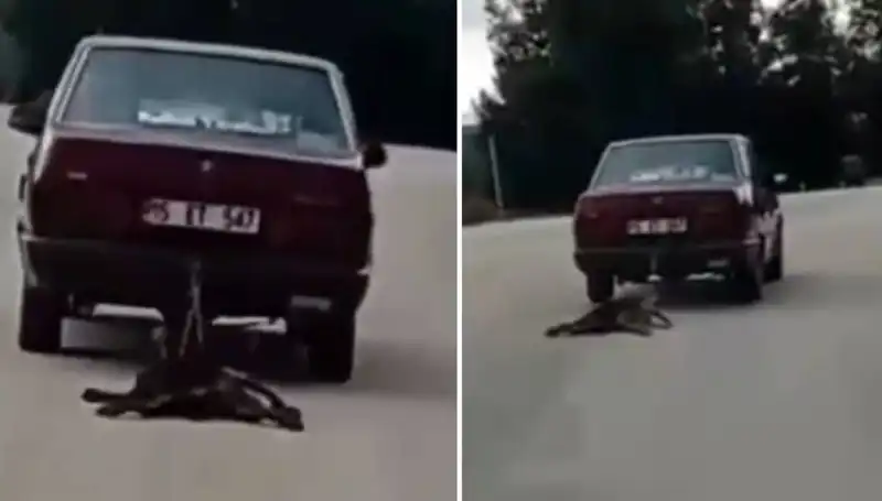 Köpeğini Araçla Sürükleyen Sürücü: Olayın Perde Arkası