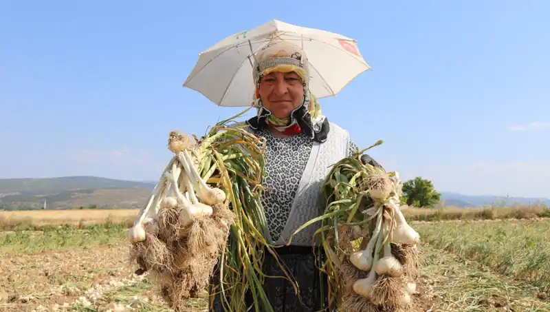 Sıcaklıkların Zirveye Ulaştığı Günlerde 1.200 TL Kazanan İşçiler
