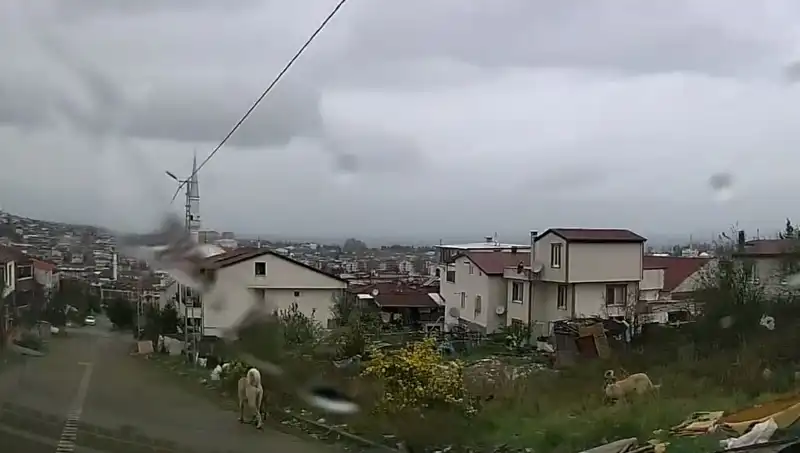 Sahipsiz Köpekler Taşrada Dehşet Saçtı: 5 Yaşındaki Çocuk Ağır Yaralı