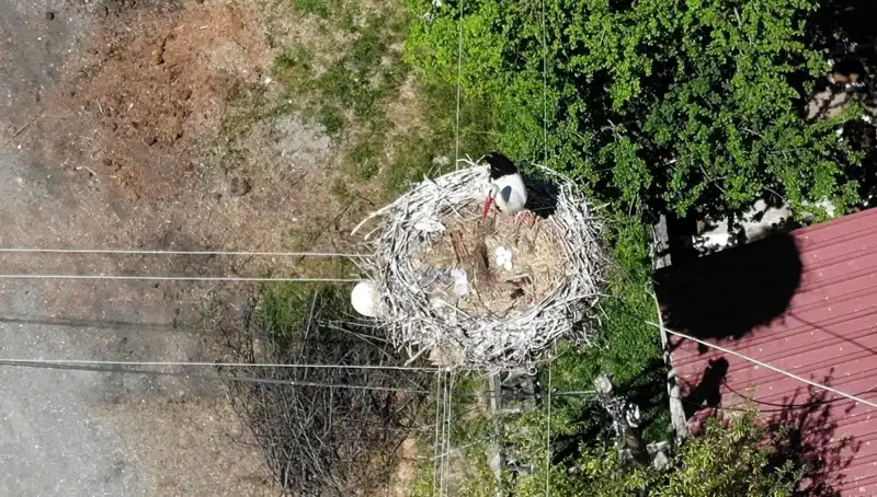 Baharın Gelişiyle Yuva Değiştirmeyen Kuş: 22 Yıldır Aynı Daldaki Hikaye