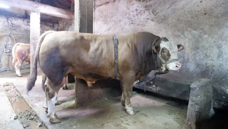 1 Ton 200 Kilo Mükemmel Ürün Alıcısını Buldu: Fiyatı Şok Etti!