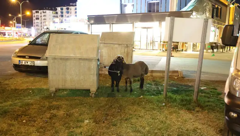 Mor Karaman Irkı Koyunlar Yolda Neden Terk Edildi? İşte Detaylar!