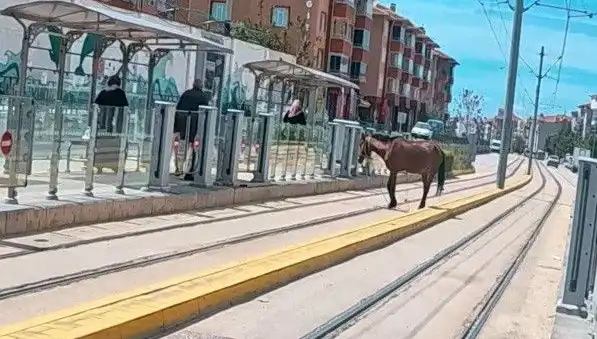 Eskişehir Tramvay Raylarında Başbaşa Bir At Görüntüleri Sosyal Medyada Yankı Uyandırdı