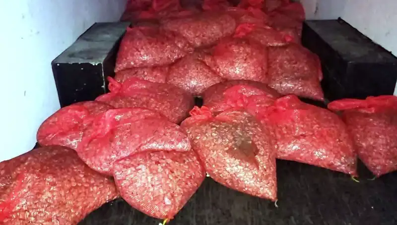Samsun'da 1.5 Ton Kaçak Midye Operasyonu: Sağlık ve Güvenlik Tehlikesi