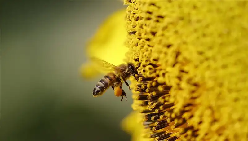 Kır Çiçeklerinde Zehir: Arı Ölümlerinin Gizemi Nihayet Çözüldü!