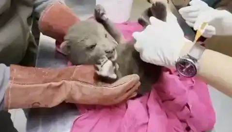 Karabük’te Yavru Bozayı Bulundu: Doğayı Korumanın Önemi