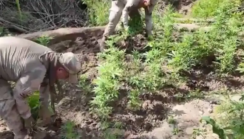 Diyarbakır’da Tarihi Kenevir ve Skunk Yakalanması: 12 Milyon Kök Ele Geçirildi